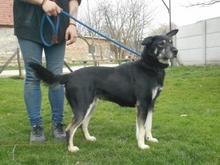 BURSA, Hund, Mischlingshund in Ungarn - Bild 5