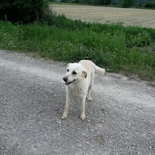 CARLY, Hund, Mischlingshund in Griechenland - Bild 1