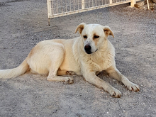 CARLY, Hund, Mischlingshund in Griechenland - Bild 10