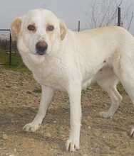 CARLY, Hund, Mischlingshund in Griechenland - Bild 11