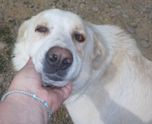 CARLY, Hund, Mischlingshund in Griechenland - Bild 12