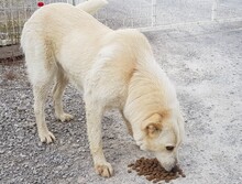 CARLY, Hund, Mischlingshund in Griechenland - Bild 3