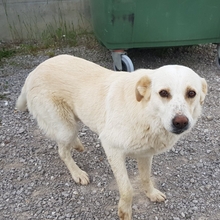 CARLY, Hund, Mischlingshund in Griechenland - Bild 4