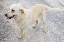 CARLY, Hund, Mischlingshund in Griechenland - Bild 5