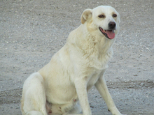 CARLY, Hund, Mischlingshund in Griechenland - Bild 7