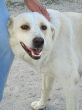 CARLY, Hund, Mischlingshund in Griechenland - Bild 8