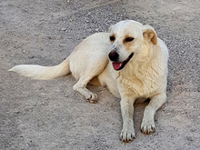 CARLY, Hund, Mischlingshund in Griechenland - Bild 9