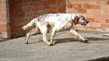 ZERU, Hund, English Setter in Spanien - Bild 2