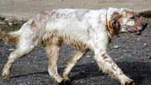 ZERU, Hund, English Setter in Spanien - Bild 3