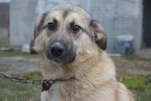 GRANI, Hund, Labrador-Hütehund-Mix in Rumänien - Bild 1