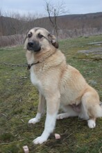 GRANI, Hund, Labrador-Hütehund-Mix in Rumänien - Bild 2