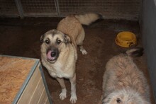 GRANI, Hund, Labrador-Hütehund-Mix in Rumänien - Bild 3