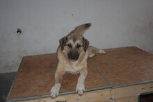GRANI, Hund, Labrador-Hütehund-Mix in Rumänien - Bild 4