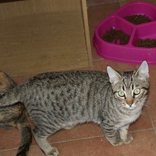 RINZAI, Katze, Europäisch Kurzhaar in Kerpen - Bild 14