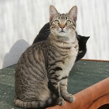 RINZAI, Katze, Europäisch Kurzhaar in Kerpen - Bild 15