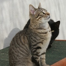 RINZAI, Katze, Europäisch Kurzhaar in Kerpen - Bild 16