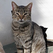 RINZAI, Katze, Europäisch Kurzhaar in Kerpen - Bild 9