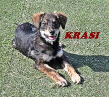KRASI, Hund, Mischlingshund in Bulgarien - Bild 1