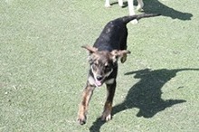 KRASI, Hund, Mischlingshund in Bulgarien - Bild 2