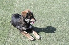 KRASI, Hund, Mischlingshund in Bulgarien - Bild 3