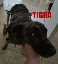 TIAGRA, Hund, Mischlingshund in Bulgarien - Bild 1