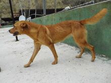 SHIRA, Hund, Mischlingshund in Spanien - Bild 3