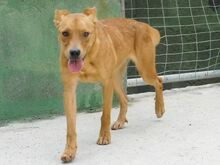 SHIRA, Hund, Mischlingshund in Spanien - Bild 4