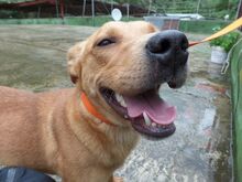 SHIRA, Hund, Mischlingshund in Spanien - Bild 6