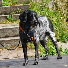 ATLAS, Hund, Bretonischer Spaniel in Kiel - Bild 14