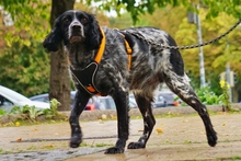 ATLAS, Hund, Bretonischer Spaniel in Kiel - Bild 4
