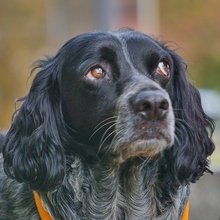 ATLAS, Hund, Bretonischer Spaniel in Kiel - Bild 5