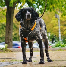 ATLAS, Hund, Bretonischer Spaniel in Kiel - Bild 9