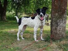 VESNA, Hund, Mischlingshund in Slowakische Republik - Bild 3