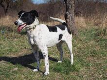 VESNA, Hund, Mischlingshund in Slowakische Republik - Bild 4