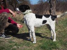 VESNA, Hund, Mischlingshund in Slowakische Republik - Bild 9