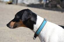 CLEY, Hund, Ratonero Bodeguero Andaluz in Spanien - Bild 2