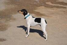 CLEY, Hund, Ratonero Bodeguero Andaluz in Spanien - Bild 4