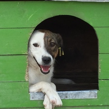 DANNY, Hund, Mischlingshund in Bulgarien - Bild 1