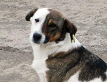 DANNY, Hund, Mischlingshund in Bulgarien - Bild 2