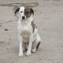 DANNY, Hund, Mischlingshund in Bulgarien - Bild 3
