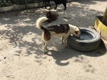 DANNY, Hund, Mischlingshund in Bulgarien - Bild 6
