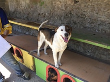 DANNY, Hund, Mischlingshund in Bulgarien - Bild 7