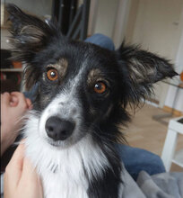 FELIX, Hund, Mischlingshund in Carlsberg - Bild 1