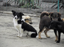 FELIX, Hund, Mischlingshund in Carlsberg - Bild 14