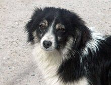 FELIX, Hund, Mischlingshund in Carlsberg - Bild 3