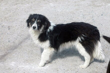 FELIX, Hund, Mischlingshund in Carlsberg - Bild 4