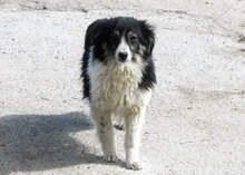FELIX, Hund, Mischlingshund in Carlsberg - Bild 6