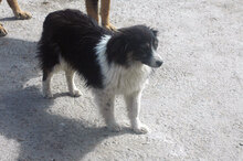 FELIX, Hund, Mischlingshund in Carlsberg - Bild 8