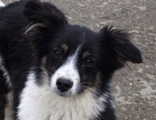 FELIX, Hund, Mischlingshund in Carlsberg - Bild 9