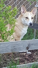 ASTA, Hund, Mischlingshund in Petersaurach - Bild 1